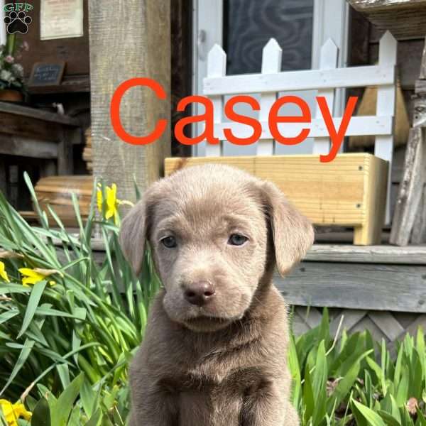 Casey, Silver Labrador Retriever Puppy